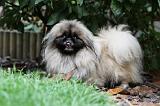 PEKINOIS 139